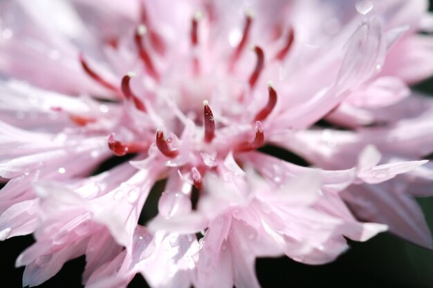 Macro pollen on pink flower 