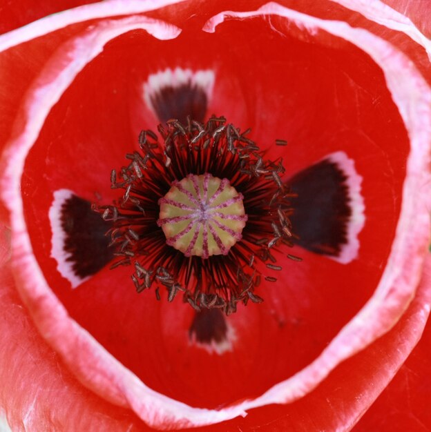 Macro pollen of red poppy flower 