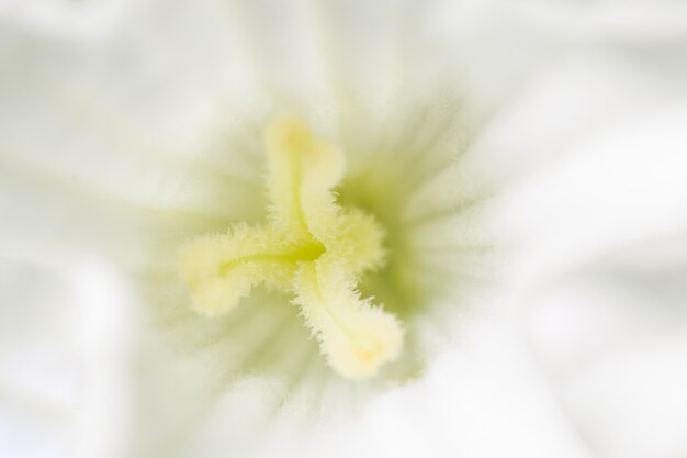 Macro pollen white