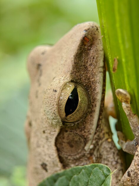 Macro of polypedates maculatus frog