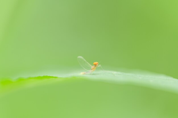 Macro Potamanthidae on leaf, in nature