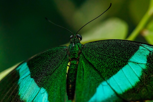 Macro prachtige vlinder Papilio palinurus