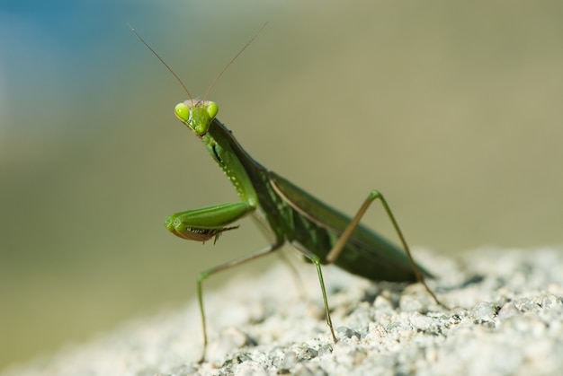 macro praying mantis on green background