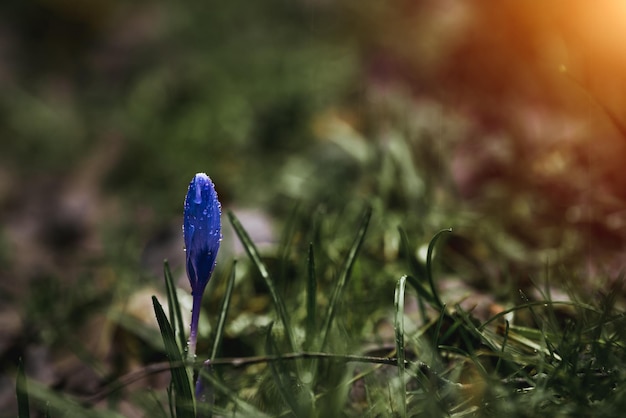 濃い緑色の背景にマクロ紫色の閉じたクロッカスの花が花に露を滴らせます