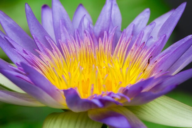 Macro purple lotus blooming purple lotus blooming multiple layers of petals