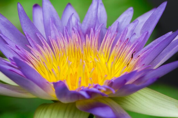 Macro purple lotus blooming purple lotus blooming multiple layers of petals