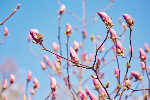 Macro of purple magnolia