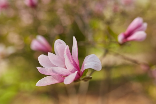 Macro of purple magnolia