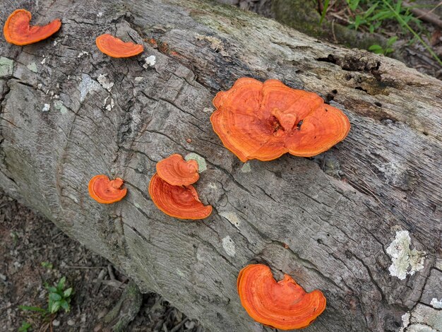 Foto macro della pianta di funghi pycnoporus sanguineus