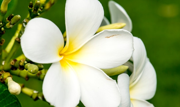 Macro of real nature plumeria flower botanic