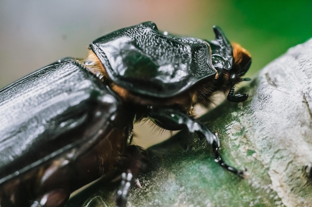 Macro real photo side half view black wild european rhinoceros
beetle insect strong protected massive body head nose unique shape
entomology zoology nature conservation environment study
biology