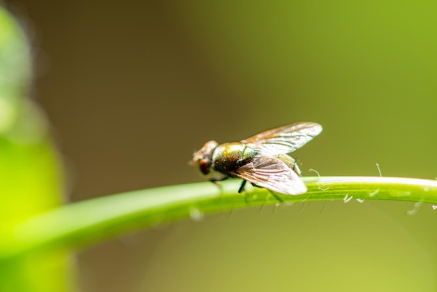 Macro records of the macro world and its core and shapes selective focus