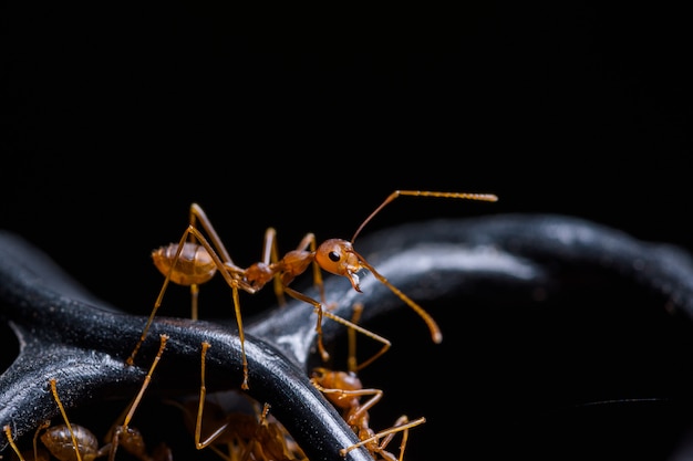 Macro Red Ant of Oecophylla smaragdina, Natural Black