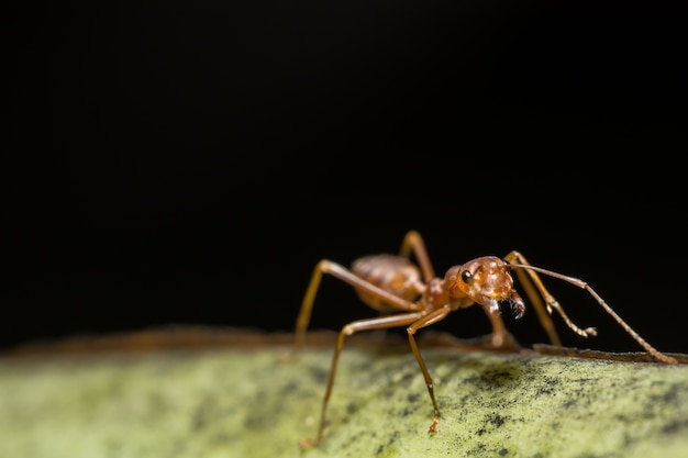 macro red ant