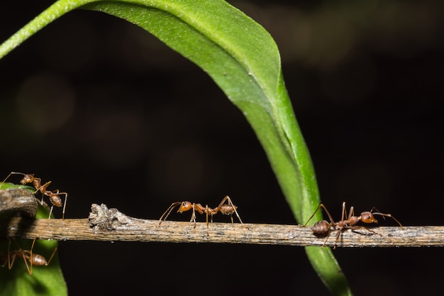 macro red ant