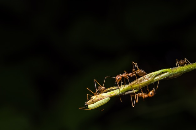 macro red ant