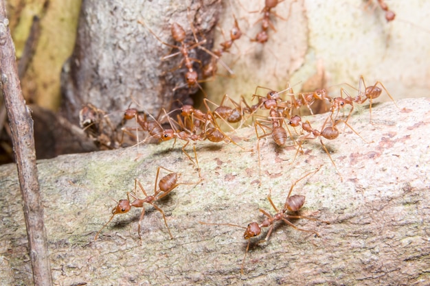 Photo macro red ant