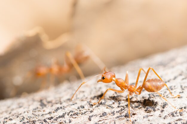 macro red ant