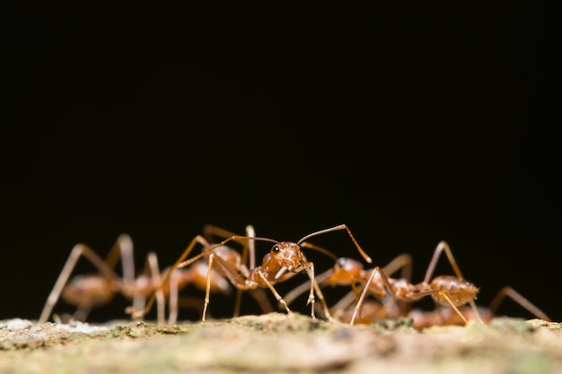 macro red ant