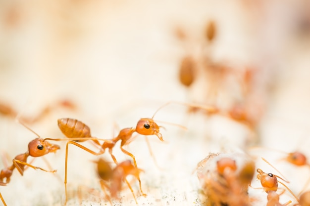 macro red ant