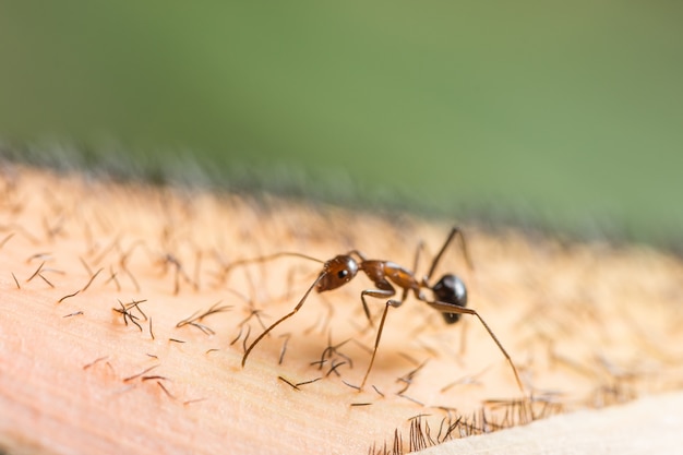 macro red ant