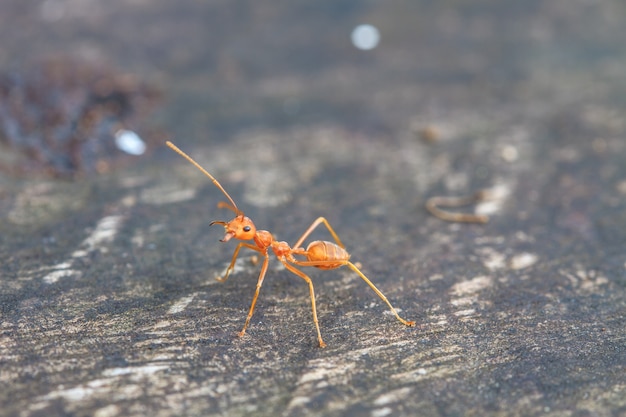 Macro of red ant