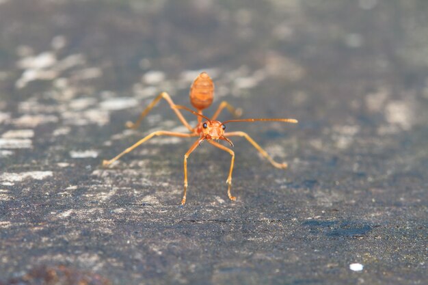 Macro of red ant