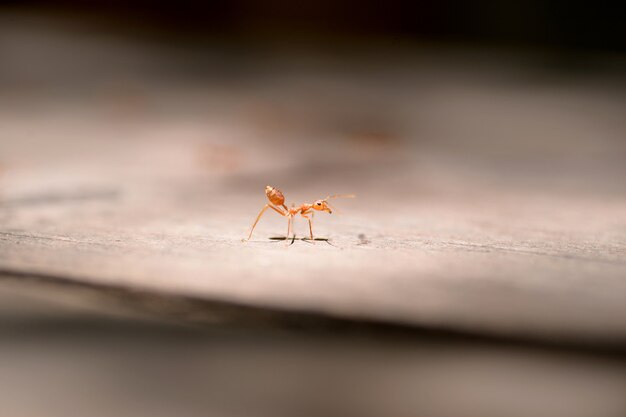 Macro red ant