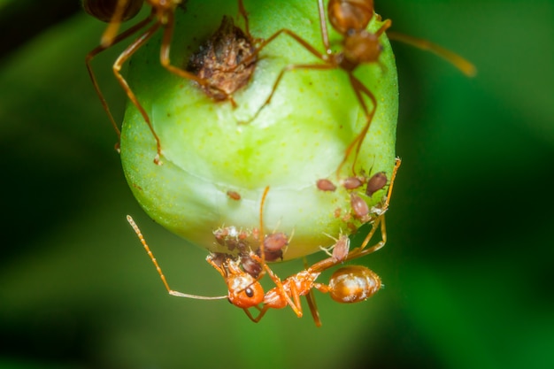 Macro Red ants are nesting