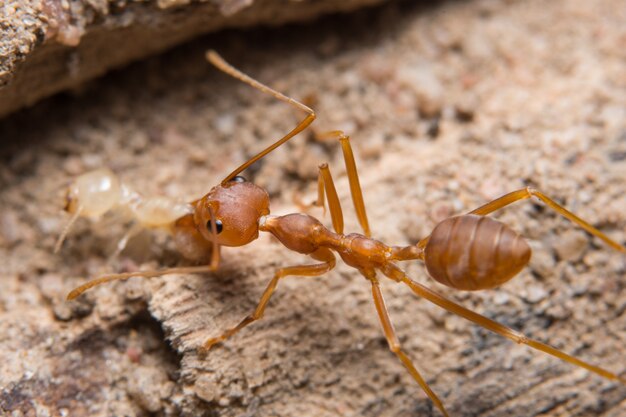 Макро-красные муравьи, ищущие пищу