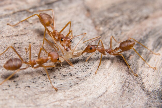 Macro red ants looking for food