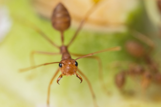 Macro red ants on the plant