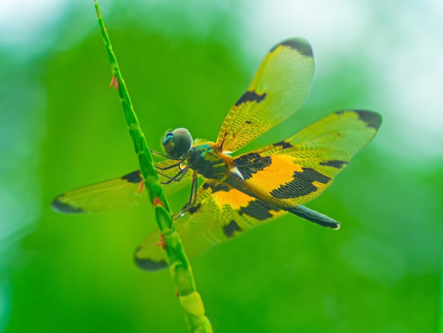 Macro Red dragonfly select eye focus.