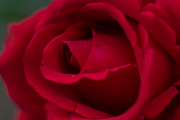 Macro of red rose on a green backgroundx9