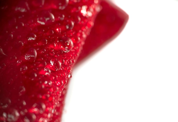 Macro of red rose petals