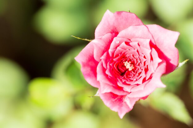 Macro red rose