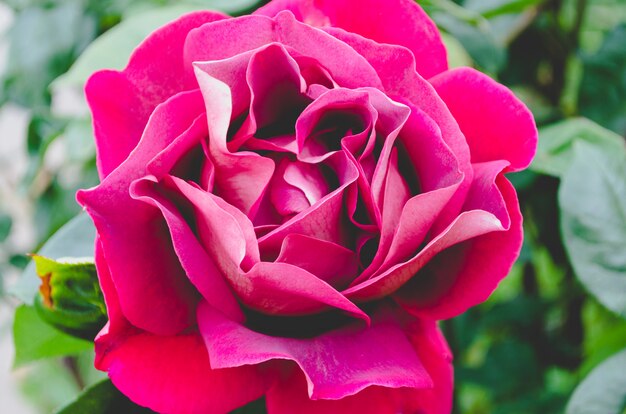 Macro red rose.