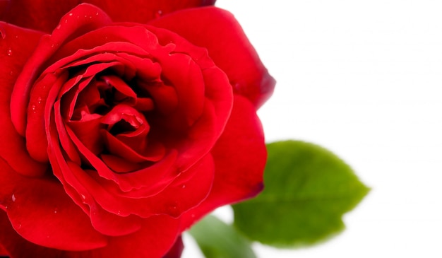 Macro of red rose