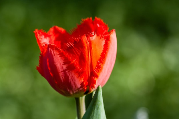 Macro of red tulips on a background of green grass