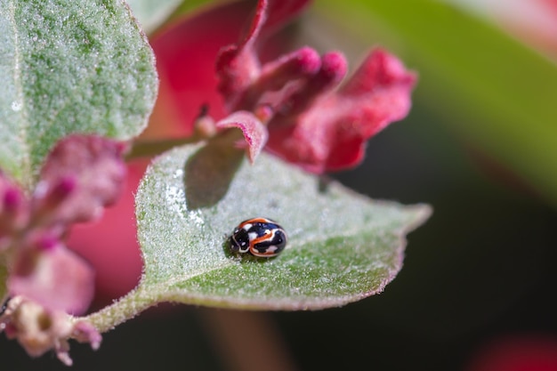 Macro red two Ladybug on leaf