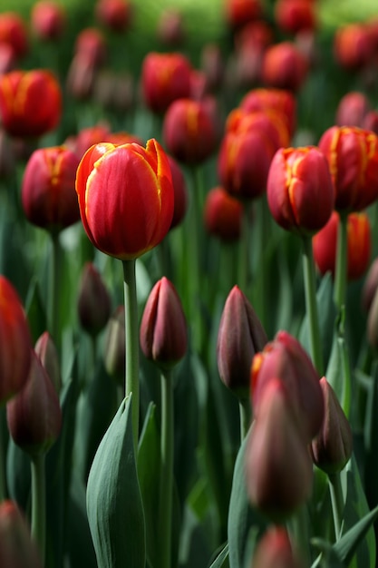 Macro red and yellow tulips field meadow for poster or greeting card