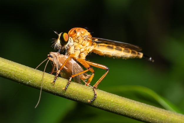 Macro Robber fly on leaf