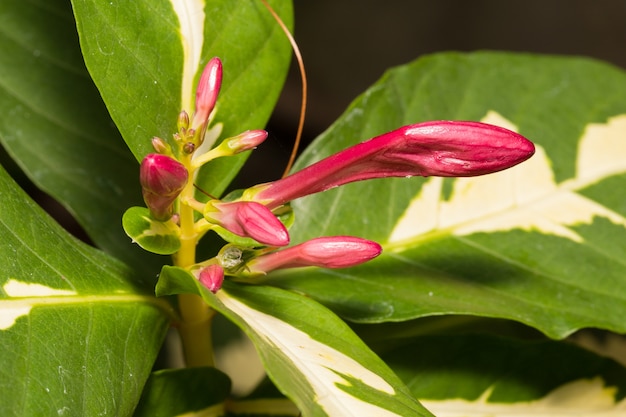 Macro rode kleine bloem