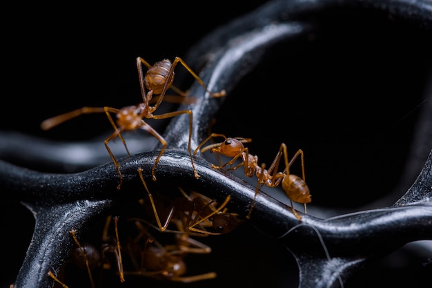 Macro rode mier of Oecophylla smaragdina, natuurlijke zwarte muur