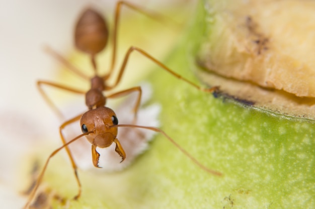 Macro rode mieren op de plant