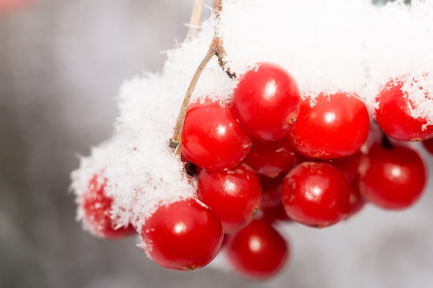 Macro of Rowan in Hoarfrost