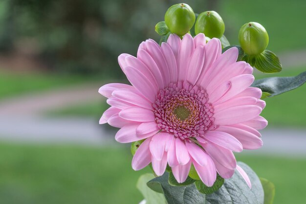 macro roze bloem op een groene achtergrond