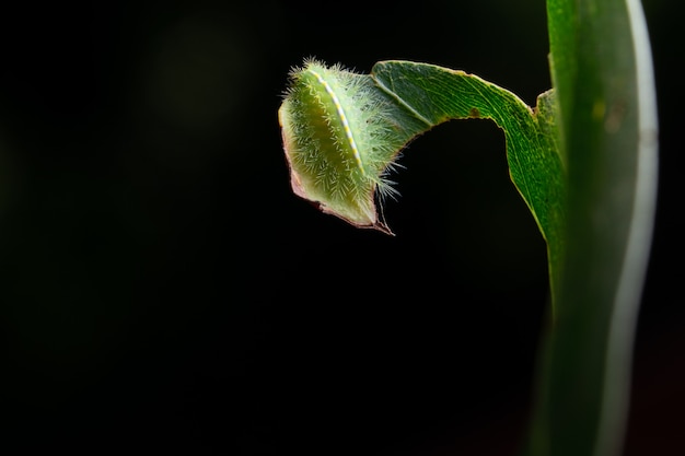 Macro rups op een blad