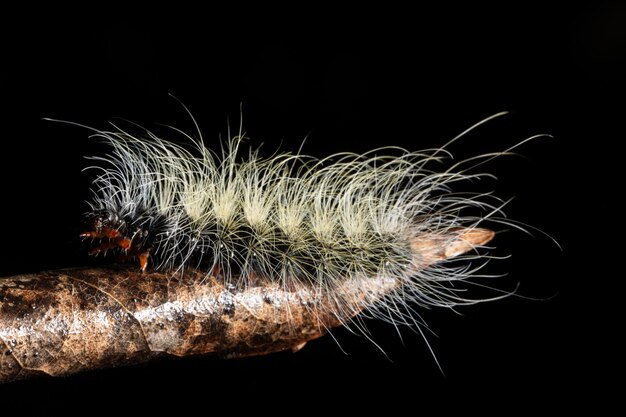 Macro rupsband als achtergrond op een blad