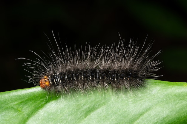 Macro rupsband als achtergrond op een blad